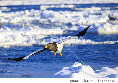 King of the sea, messenger of drift ice, Steller's sea eagle, photographed in Rausu Town, Menashi District, Hokkaido 123725259