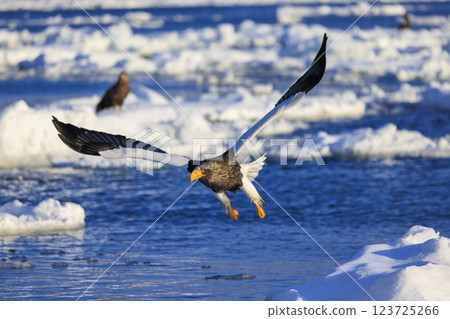 海上之王、流冰使者、虎頭海雕，拍攝於北海道目梨郡羅臼町 123725266