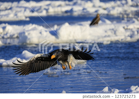 King of the sea, messenger of drift ice, Steller's sea eagle, photographed in Rausu Town, Menashi District, Hokkaido King of the sea, messenger of drift ice, Steller's sea eagle, photographed in Rausu Town, Menashi District, Hokkaido 123725273