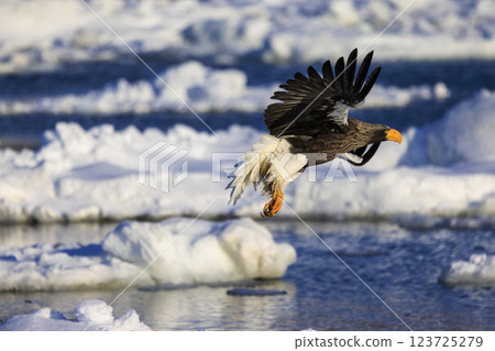 King of the sea, messenger of drift ice, Steller's sea eagle, photographed in Rausu Town, Menashi District, Hokkaido King of the sea, messenger of drift ice, Steller's sea eagle, photographed in Rausu Town, Menashi District, Hokkaido 123725279