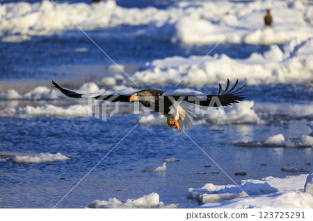 King of the sea, messenger of drift ice, Steller's sea eagle, photographed in Rausu Town, Menashi District, Hokkaido King of the sea, messenger of drift ice, Steller's sea eagle, photographed in Rausu Town, Menashi District, Hokkaido 123725291