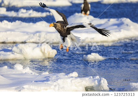 King of the sea, messenger of drift ice, Steller's sea eagle, photographed in Rausu Town, Menashi District, Hokkaido King of the sea, messenger of drift ice, Steller's sea eagle, photographed in Rausu Town, Menashi District, Hokkaido 123725313