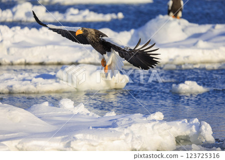 King of the sea, messenger of drift ice, Steller's sea eagle, photographed in Rausu Town, Menashi District, Hokkaido King of the sea, messenger of drift ice, Steller's sea eagle, photographed in Rausu Town, Menashi District, Hokkaido 123725316