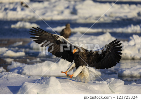 King of the sea, messenger of drift ice, Steller's sea eagle, photographed in Rausu Town, Menashi District, Hokkaido King of the sea, messenger of drift ice, Steller's sea eagle, photographed in Rausu Town, Menashi District, Hokkaido 123725324