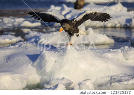 海上之王、流冰使者、虎頭海雕,拍攝於北海道目梨郡羅臼町 海上之王、流冰使者、虎頭海雕,拍攝於北海道目梨郡羅臼町 123725327