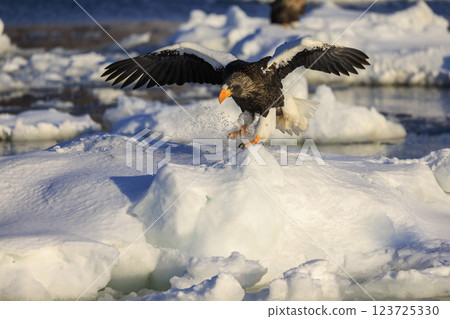 King of the sea, messenger of drift ice, Steller's sea eagle, photographed in Rausu Town, Menashi District, Hokkaido 123725330