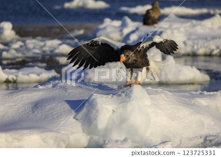 King of the sea, messenger of drift ice, Steller's sea eagle, photographed in Rausu Town, Menashi District, Hokkaido 123725331