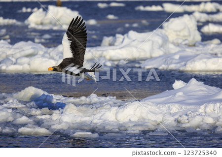 King of the sea, messenger of drift ice, Steller's sea eagle, photographed in Rausu Town, Menashi District, Hokkaido King of the sea, messenger of drift ice, Steller's sea eagle, photographed in Rausu Town, Menashi District, Hokkaido 123725340