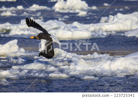 King of the sea, messenger of drift ice, Steller's sea eagle, photographed in Rausu Town, Menashi District, Hokkaido King of the sea, messenger of drift ice, Steller's sea eagle, photographed in Rausu Town, Menashi District, Hokkaido 123725341