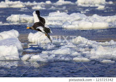 海上之王、流冰使者、虎頭海雕,拍攝於北海道目梨郡羅臼町 海上之王、流冰使者、虎頭海雕,拍攝於北海道目梨郡羅臼町 123725342