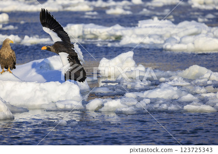 King of the sea, messenger of drift ice, Steller's sea eagle, photographed in Rausu Town, Menashi District, Hokkaido King of the sea, messenger of drift ice, Steller's sea eagle, photographed in Rausu Town, Menashi District, Hokkaido 123725343