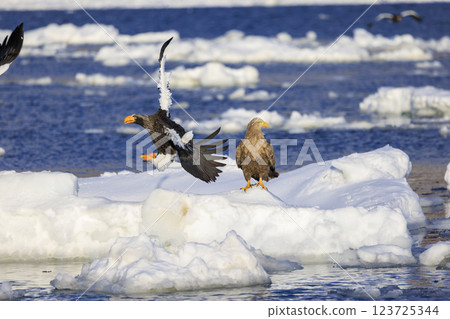 King of the sea, messenger of drift ice, Steller's sea eagle, photographed in Rausu Town, Menashi District, Hokkaido King of the sea, messenger of drift ice, Steller's sea eagle, photographed in Rausu Town, Menashi District, Hokkaido 123725344