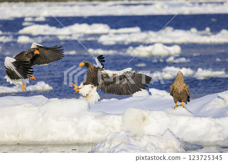 King of the sea, messenger of drift ice, Steller's sea eagle, photographed in Rausu Town, Menashi District, Hokkaido King of the sea, messenger of drift ice, Steller's sea eagle, photographed in Rausu Town, Menashi District, Hokkaido 123725345