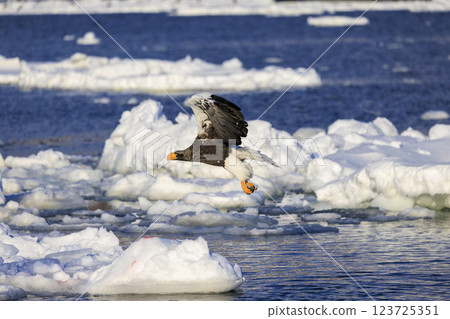 King of the sea, messenger of drift ice, Steller's sea eagle, photographed in Rausu Town, Menashi District, Hokkaido King of the sea, messenger of drift ice, Steller's sea eagle, photographed in Rausu Town, Menashi District, Hokkaido 123725351