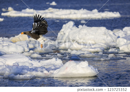 King of the sea, messenger of drift ice, Steller's sea eagle, photographed in Rausu Town, Menashi District, Hokkaido King of the sea, messenger of drift ice, Steller's sea eagle, photographed in Rausu Town, Menashi District, Hokkaido 123725352