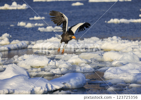 King of the sea, messenger of drift ice, Steller's sea eagle, photographed in Rausu Town, Menashi District, Hokkaido 123725356