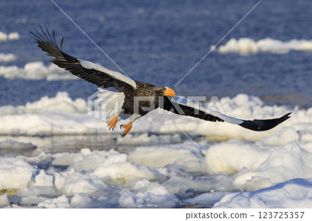 海上之王、流冰使者、虎頭海雕，拍攝於北海道目梨郡羅臼町 123725357
