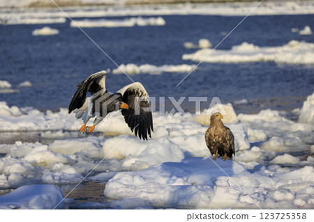 海上之王、流冰使者、虎頭海雕，拍攝於北海道目梨郡羅臼町 123725358