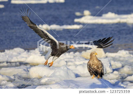 King of the sea, messenger of drift ice, Steller's sea eagle, photographed in Rausu Town, Menashi District, Hokkaido 123725359