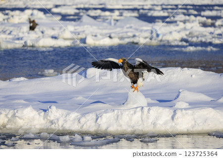 King of the sea, messenger of drift ice, Steller's sea eagle, photographed in Rausu Town, Menashi District, Hokkaido King of the sea, messenger of drift ice, Steller's sea eagle, photographed in Rausu Town, Menashi District, Hokkaido 123725364