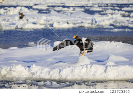 King of the sea, messenger of drift ice, Steller's sea eagle, photographed in Rausu Town, Menashi District, Hokkaido 123725365