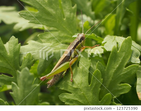  Koban Inago 123725390