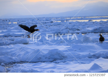 海上之王、流冰使者、虎頭海雕,拍攝於北海道目梨郡羅臼町 海上之王、流冰使者、虎頭海雕,拍攝於北海道目梨郡羅臼町 123725397