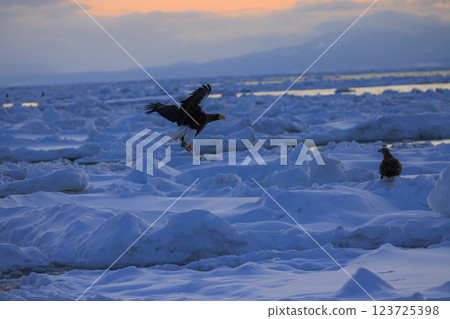 King of the sea, messenger of drift ice, Steller's sea eagle, photographed in Rausu Town, Menashi District, Hokkaido King of the sea, messenger of drift ice, Steller's sea eagle, photographed in Rausu Town, Menashi District, Hokkaido 123725398