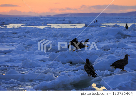 King of the sea, messenger of drift ice, Steller's sea eagle, photographed in Rausu Town, Menashi District, Hokkaido 123725404