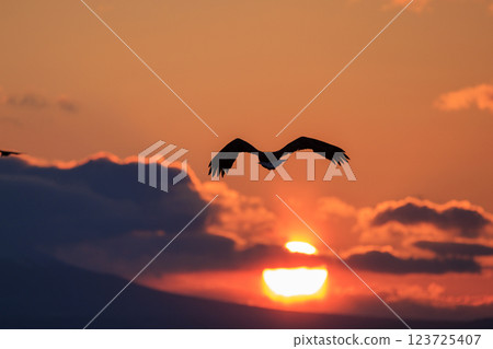 King of the sea, messenger of drift ice, Steller's sea eagle, photographed in Rausu Town, Menashi District, Hokkaido 123725407