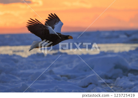 King of the sea, messenger of drift ice, Steller's sea eagle, photographed in Rausu Town, Menashi District, Hokkaido King of the sea, messenger of drift ice, Steller's sea eagle, photographed in Rausu Town, Menashi District, Hokkaido 123725419