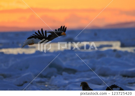 King of the sea, messenger of drift ice, Steller's sea eagle, photographed in Rausu Town, Menashi District, Hokkaido King of the sea, messenger of drift ice, Steller's sea eagle, photographed in Rausu Town, Menashi District, Hokkaido 123725420