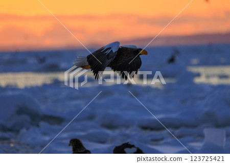 King of the sea, messenger of drift ice, Steller's sea eagle, photographed in Rausu Town, Menashi District, Hokkaido 123725421