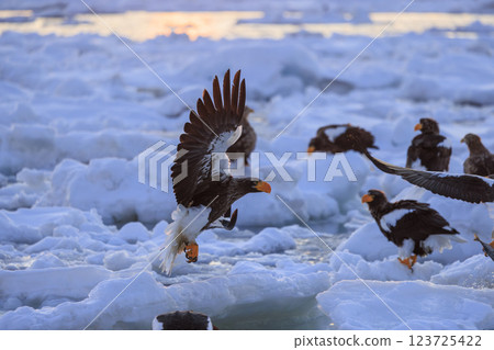 King of the sea, messenger of drift ice, Steller's sea eagle, photographed in Rausu Town, Menashi District, Hokkaido King of the sea, messenger of drift ice, Steller's sea eagle, photographed in Rausu Town, Menashi District, Hokkaido 123725422