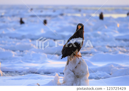 King of the sea, messenger of drift ice, Steller's sea eagle, photographed in Rausu Town, Menashi District, Hokkaido 123725429