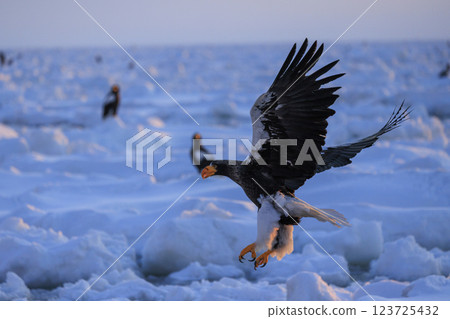 海上之王、流冰使者、虎頭海雕,拍攝於北海道目梨郡羅臼町 海上之王、流冰使者、虎頭海雕,拍攝於北海道目梨郡羅臼町 123725432