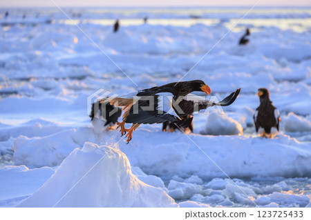 King of the sea, messenger of drift ice, Steller's sea eagle, photographed in Rausu Town, Menashi District, Hokkaido 123725433