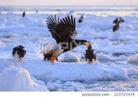 King of the sea, messenger of drift ice, Steller's sea eagle, photographed in Rausu Town, Menashi District, Hokkaido King of the sea, messenger of drift ice, Steller's sea eagle, photographed in Rausu Town, Menashi District, Hokkaido 123725434