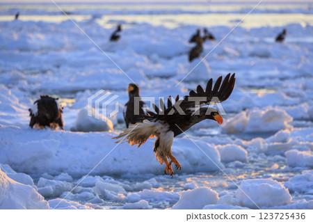 King of the sea, messenger of drift ice, Steller's sea eagle, photographed in Rausu Town, Menashi District, Hokkaido 123725436