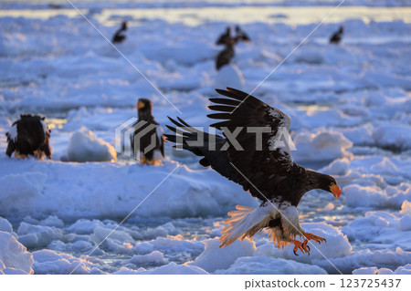 King of the sea, messenger of drift ice, Steller's sea eagle, photographed in Rausu Town, Menashi District, Hokkaido King of the sea, messenger of drift ice, Steller's sea eagle, photographed in Rausu Town, Menashi District, Hokkaido 123725437