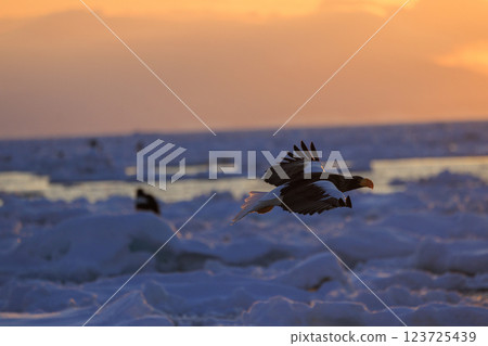 King of the sea, messenger of drift ice, Steller's sea eagle, photographed in Rausu Town, Menashi District, Hokkaido King of the sea, messenger of drift ice, Steller's sea eagle, photographed in Rausu Town, Menashi District, Hokkaido 123725439