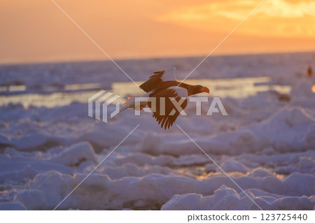 King of the sea, messenger of drift ice, Steller's sea eagle, photographed in Rausu Town, Menashi District, Hokkaido King of the sea, messenger of drift ice, Steller's sea eagle, photographed in Rausu Town, Menashi District, Hokkaido 123725440