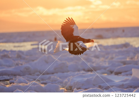 King of the sea, messenger of drift ice, Steller's sea eagle, photographed in Rausu Town, Menashi District, Hokkaido 123725442