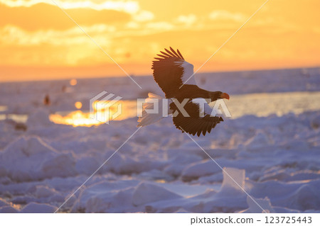 海上之王、流冰使者、虎頭海雕，拍攝於北海道目梨郡羅臼町 123725443