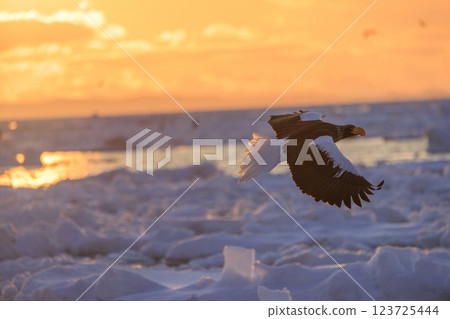 海上之王、流冰使者、虎頭海雕，拍攝於北海道目梨郡羅臼町 123725444