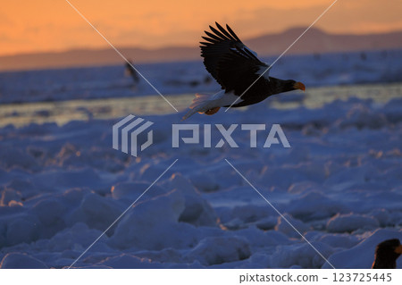 海上之王、流冰使者、虎頭海雕，拍攝於北海道目梨郡羅臼町 123725445