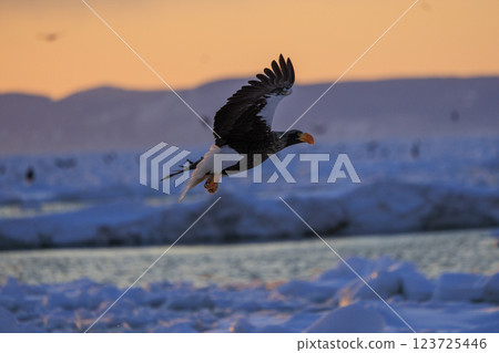 海上之王、流冰使者、虎頭海雕，拍攝於北海道目梨郡羅臼町 123725446