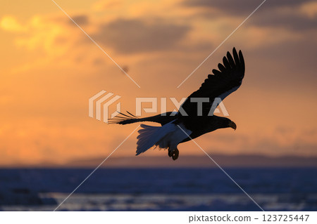 海上之王、流冰使者、虎頭海雕，拍攝於北海道目梨郡羅臼町 123725447