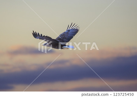 海上之王、流冰使者、虎頭海雕，拍攝於北海道目梨郡羅臼町 123725450