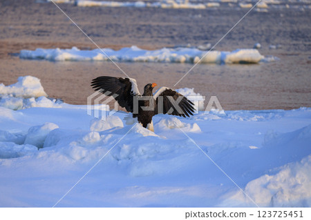 King of the sea, messenger of drift ice, Steller's sea eagle, photographed in Rausu Town, Menashi District, Hokkaido 123725451